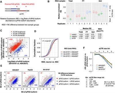 Neuronal Cells Display Distinct Stability Controls of Alternative Polyadenylation mRNA Isoforms, Long Non-Coding RNAs, and Mitochondrial RNAs